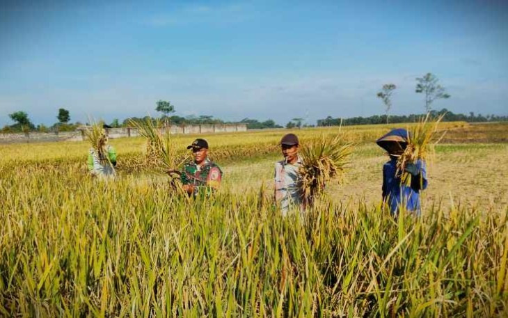 Panen raya padi di wilayah desa binaan