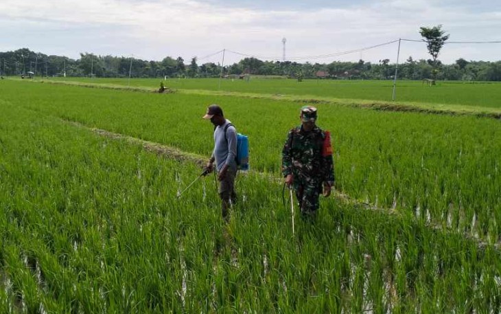 Penyemprotan pestisida d lahan pertanian warga binaan 