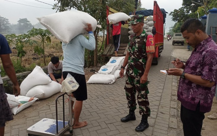 Babinsa Trenggalek Dampingi Penyerapan 16 Ton Gabah