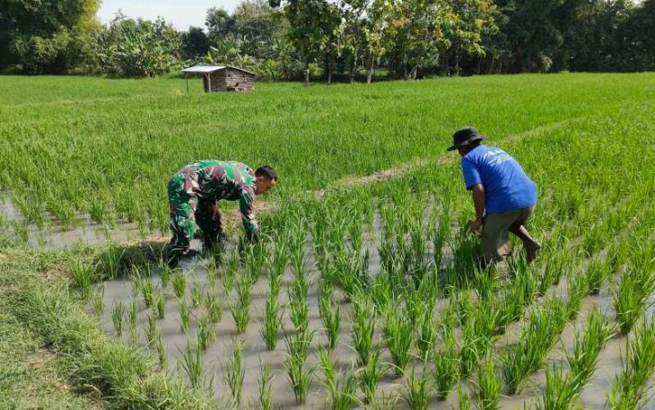 Penyiangan gulma persawahan wilayah desa binaan 