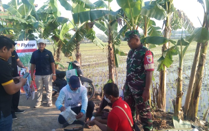 Babinsa Desa Kuwu Dampingi Gerakan Pengendalian Hama Wereng Batang Coklat