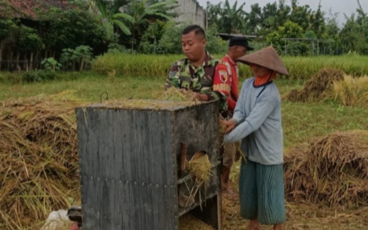 Babinsa Desa Betak Dampingi Petani Panen Padi