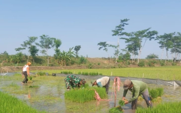Bantu penyiapan bibit padi wilayah desa binaan 