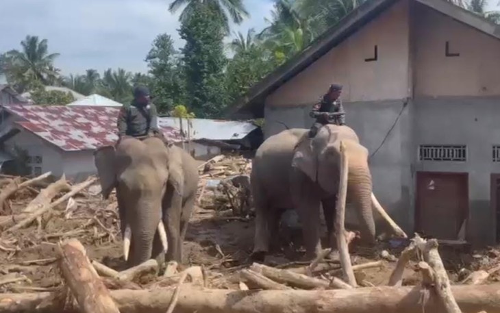 Gajah bantu evakuasi kayu pascabencana banjir di Aceh