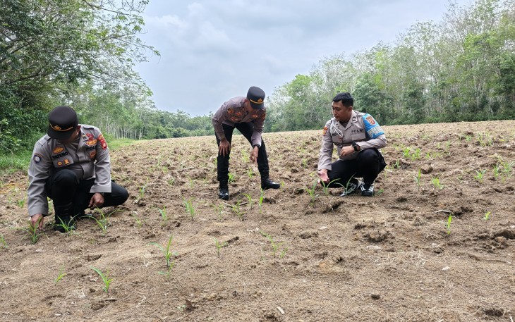 Kapolsek Belitang III Iptu Sapariyanto.S,H., saat meninjau/kontrol langsung kelokasi Lahan pertanian yang ditanami Jagung milik para petani (Binaan), di Desa Nusa Agung, Selasa (09/09/2025).