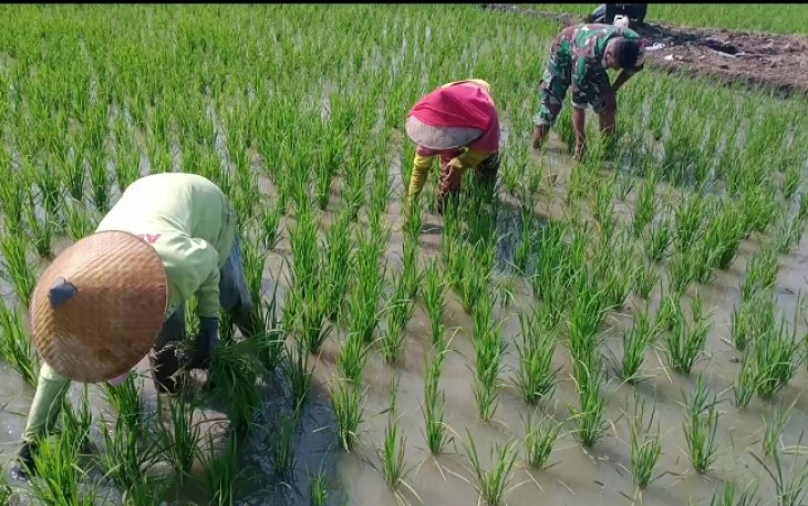 Babinsa Pandean Bantu Petani Rawat Padi