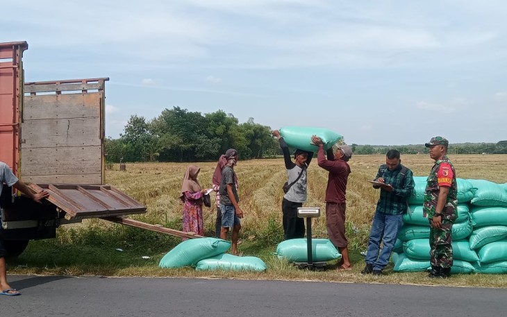 Babinsa Desa Sidomulyo Laksanakan Pendampingan Penyerapan Gabah oleh Perum Bulog