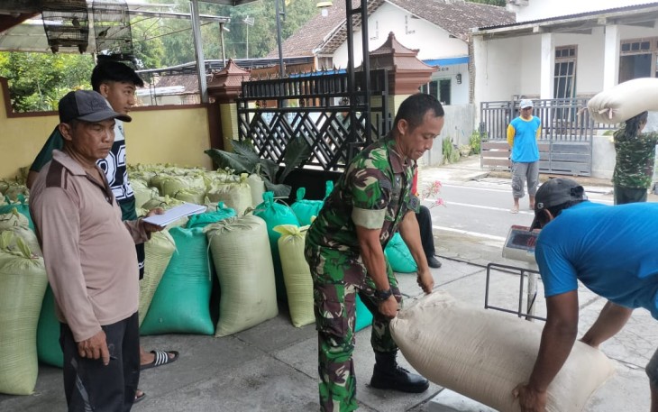 Babinsa Kelurahan Kanigoro Lakukan Pendampingan Serapan Gabah