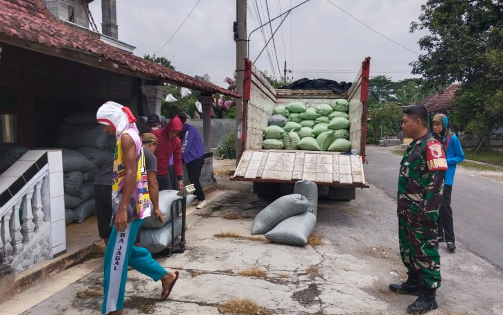 Anggota Koramil 0803-13/Kebonsari Pantau Penyerapan Gabah oleh Perum Bulog 