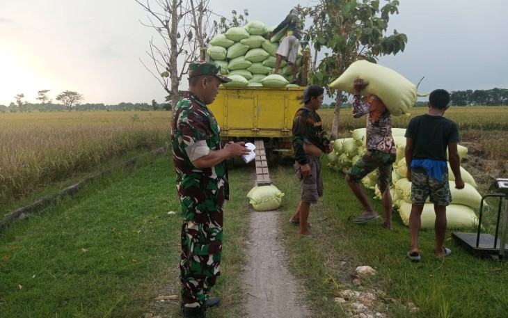 Babinsa Desa Pulerejo Dampingi Kegiatan Penyerapan Gabah oleh Perum Bulog