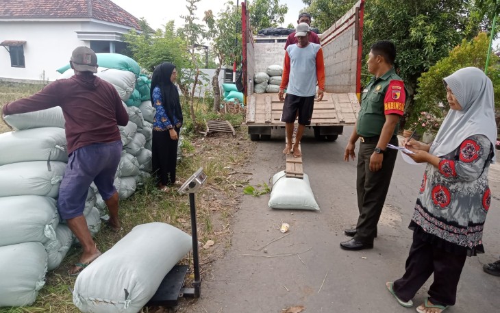 Babinsa Desa Sidomulyo Dampingi Penyerapan Gabah oleh Perum Bulog
