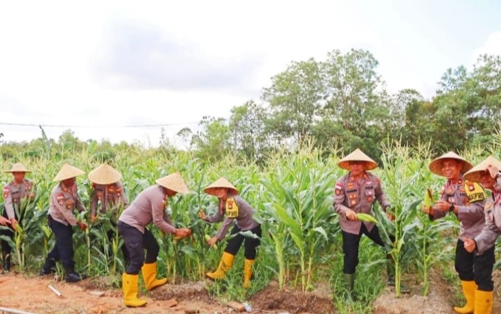 Polres Bintan Panen Raya Jagung Manis