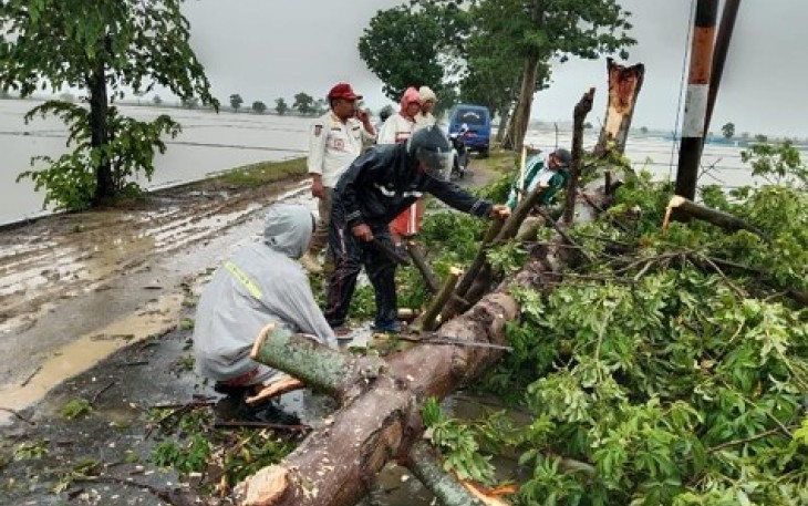 Pembersihan pohon tumbang