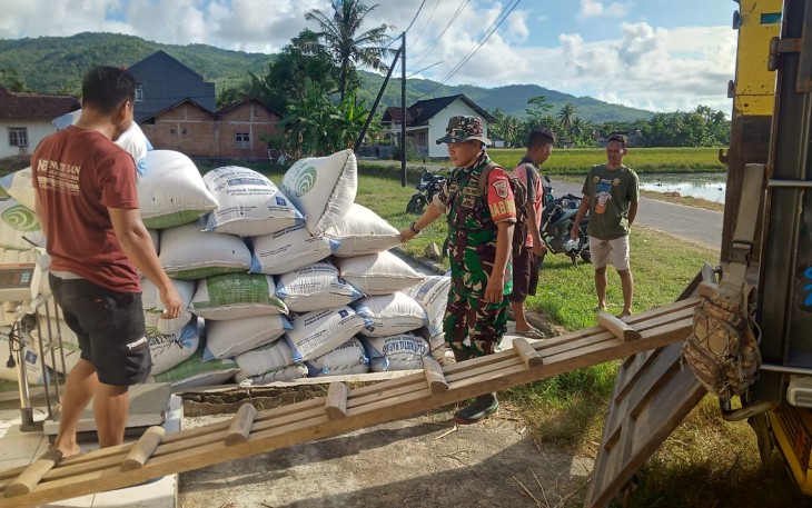TNI Bersama Bulog Serap 21,3 Ton Gabah Petani di Pacitan