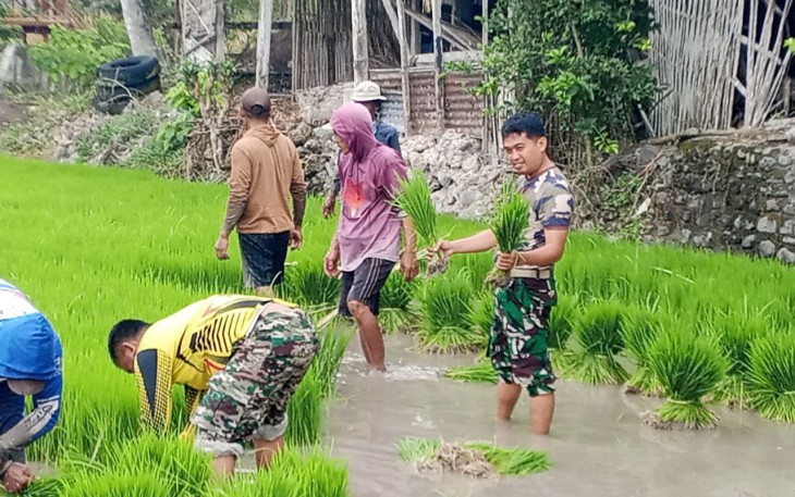 Satgas TMMD ke-127 Kodim 1423/Soppeng saat Tanam Padi Bersama Warga, Perkuat Ketahanan Pangan Desa