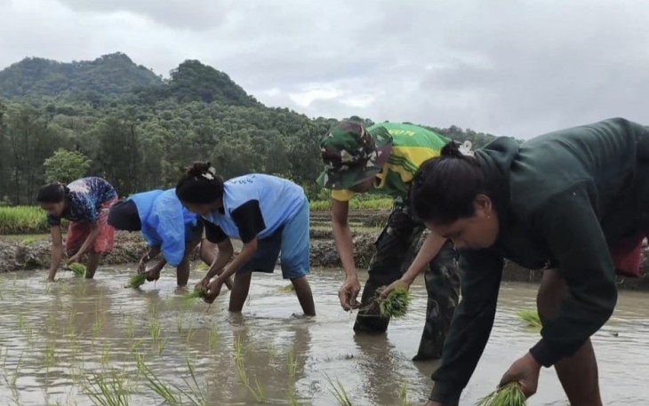 Tanam padi bersama warga di perbatasan 