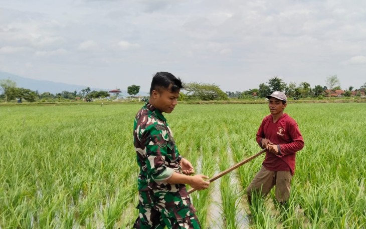 Serda Sony Dampingi Petani Laksanakan Matun Padi
