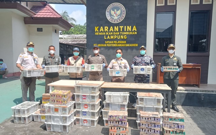 TNI AL Gagalkan Penyelundupan 620 Ekor Burung Ilegal di Bakauheni