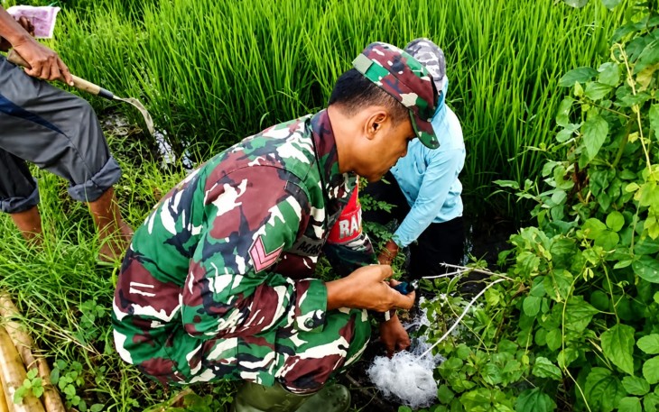 Babinsa, PPL dan Petani Ngepeh Kompak Lawan Hama Tikus Demi Selamatkan Hasil Panen