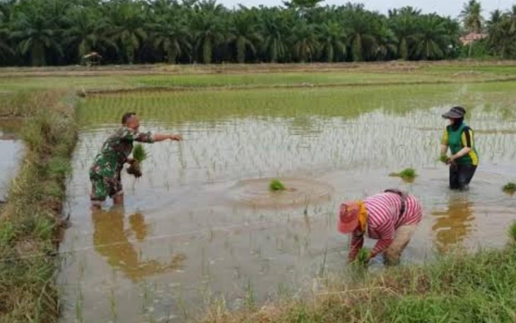 Bantu tanam padi wilayah desa binaan