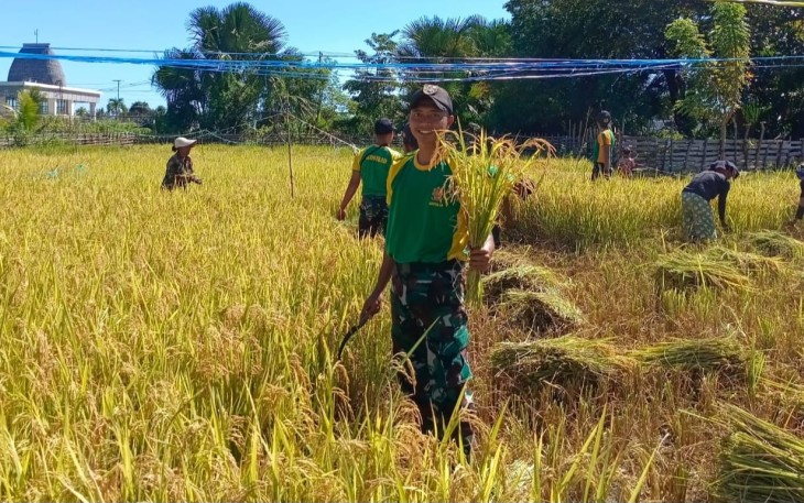 Yonarmed 12 Kostrad dan Warga Bersinergi Pos Silawan Laksanakan Panen Padi di Belu