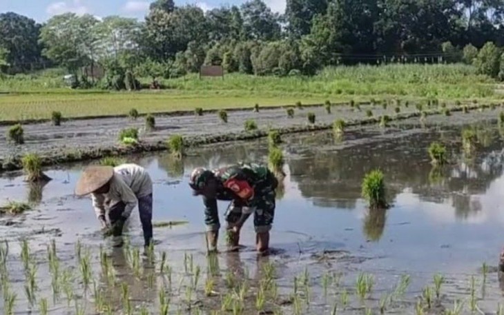 Bantu tanam padi wilayah desa binaan