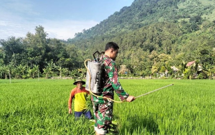 Babinsa Desa Tanggulturus Dampingi Petani Semprot Pestisida Cegah Wereng dan Tingkatkan Hasil Panen