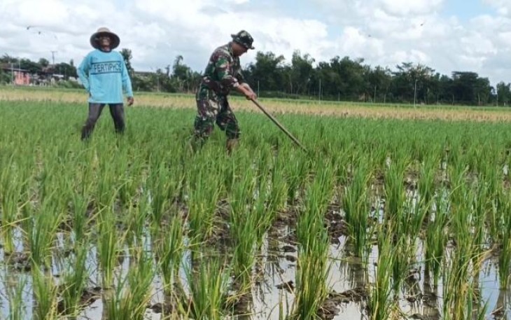 Bersihkan Gulma, Babinsa Desa Gamping Dorong Peningkatan Hasil Panen Petani Binaan