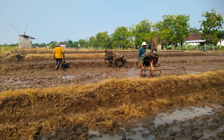 Dari Sawah untuk Ketahanan Pangan, Babinsa dan Gapoktan Krandegan Bahu Membahu Olah Lahan Padi