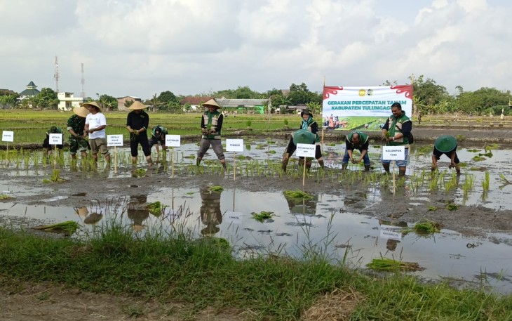 Babinsa Desa Mojosari Monitoring Gerakan Percepatan Tanam, Dukung Ketahanan Pangan di Tulungagung