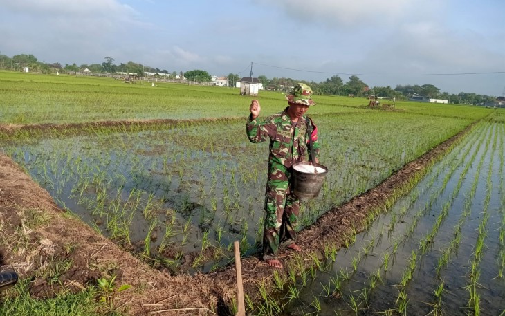 Babinsa Sendangrejo Dampingi Petani Rawat Padi Demi Panen yang Lebih Baik