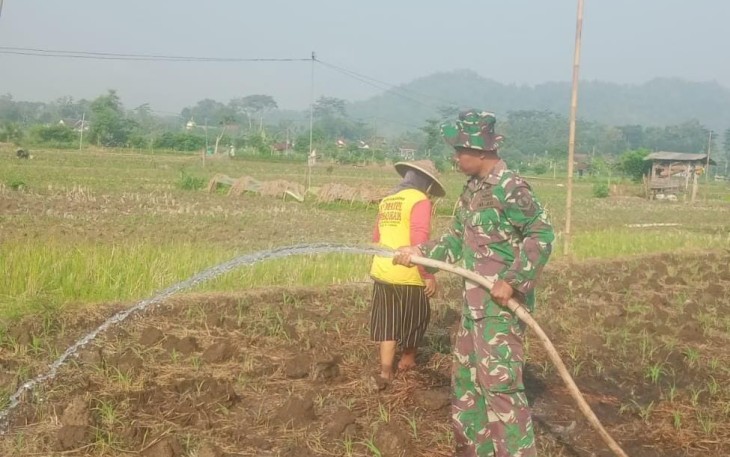 Babinsa Desa Sukoharjo Dampingi Petani Sirami Tanaman Jagung, Wujud Nyata Dukungan Ketahanan Pangan