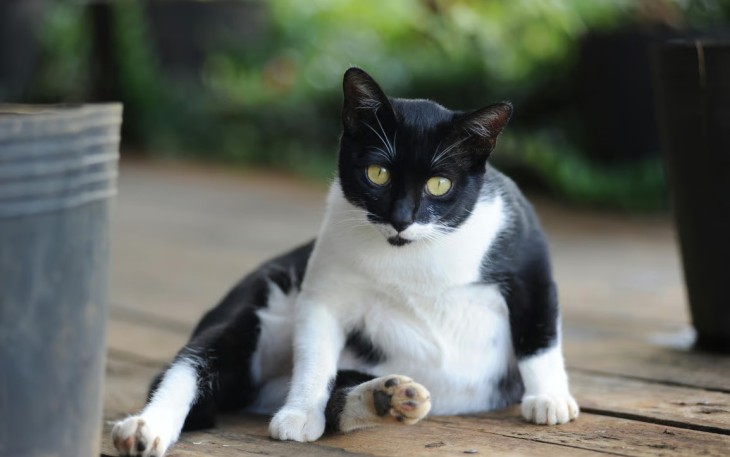 Penyebab Perut Kucing Membesar