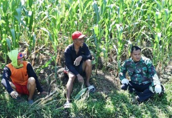 Satgas TMMD Tegal Lakukan Komunikasi Sosial di Ladang Jagung