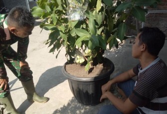 Berbagi Ilmu Tanaman di Lokasi TMMD 