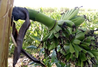 Fenomena buah pisang tumbuh di batang pohon