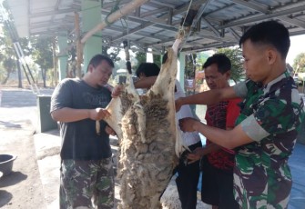 Koramil 12 Manisrenggo Potong Kambing Usai Sholat Idul Adha