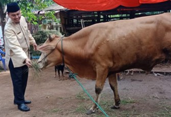 Direktur PDAM Tirta Dharma Kota Bengkulu Sjobirin Hasan Beri Makan Sapi Kurban 