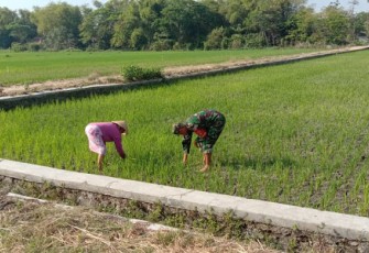 Serma Saroni Bantu Wagino Salah Satu Petani Yang Merupakan Anggota Kelompok Tani Tirto Kuncoro
