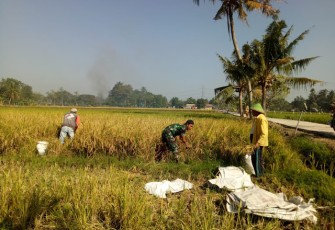 Satgas TMMD Reg 105 Bantu Panen Padi Petani
