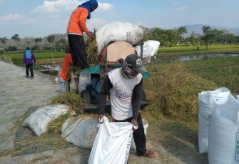 Warga Desa Jimbung Sedang Memanen Padi 