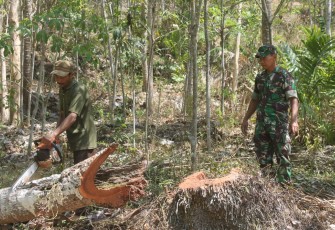Saat penebangan Pohon Kelapa