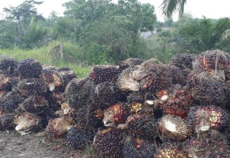 Tandan Buah Segar 