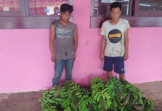 Pelaku pencuri belasan tandan pisang. (Doc. Foto. Humas Polres Tanggamus)