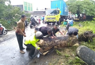 Evakuasi Pohon Tumbang