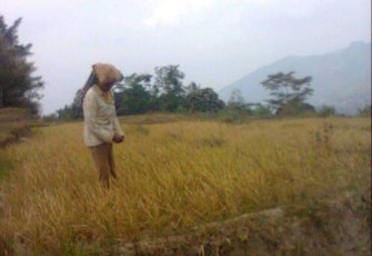 Petani ketika melihat tanaman padinya disaat musim kemarau di Samosir