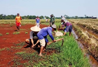 Bibit Pohon Bantuan DLH Pekalongan Mulai Ditanam di Lokasi TMMD Reguler