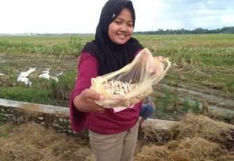 Banyak Jamur Merang di Lokasi TMMD Reguler Pekalongan 