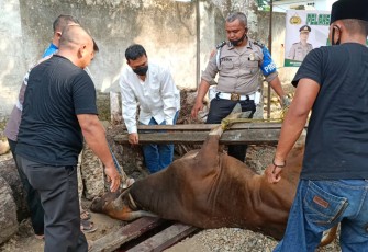 Kapolres Mura dan Personel Qurban 3 Sapi dan 1 Kambing