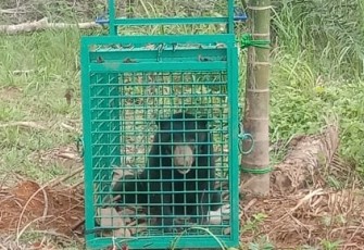 Beruang Madu saat terperangkap 